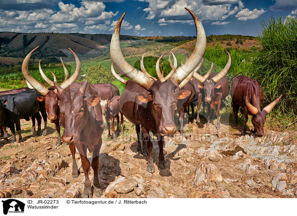 Watussirinder / Ankole Longhorns / JR-02273