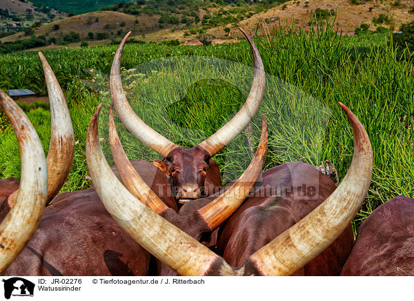 Watussirinder / Ankole Longhorns / JR-02276