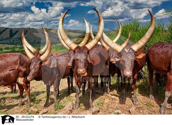 Watussirinder / Ankole Longhorns / JR-02279