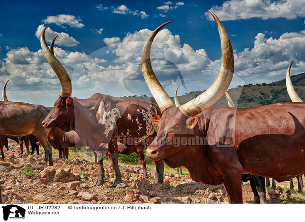 Watussirinder / Ankole Longhorns / JR-02282