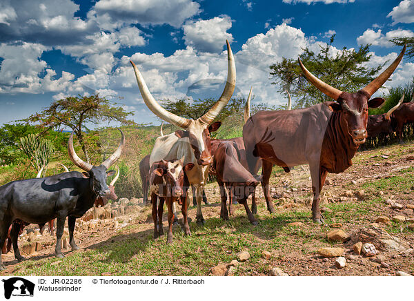 Watussirinder / Ankole Longhorns / JR-02286