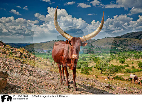 Watussirinder / Ankole Longhorns / JR-02289