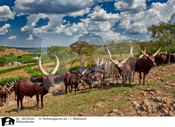 Watussirinder / Ankole Longhorns / JR-02293