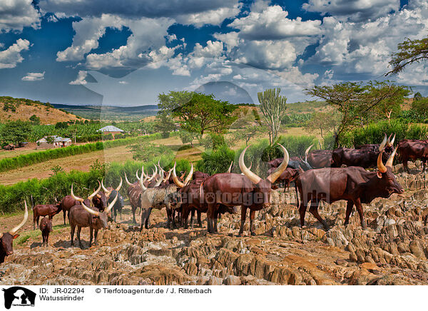 Watussirinder / Ankole Longhorns / JR-02294