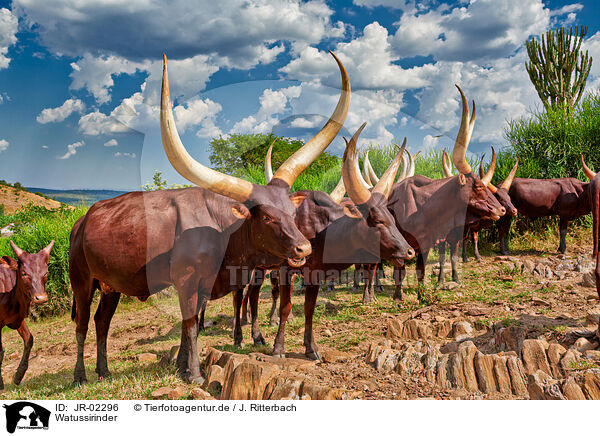 Watussirinder / Ankole Longhorns / JR-02296