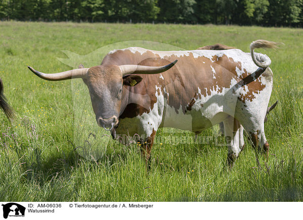 Watussirind / Ankole Longhorn / AM-06036