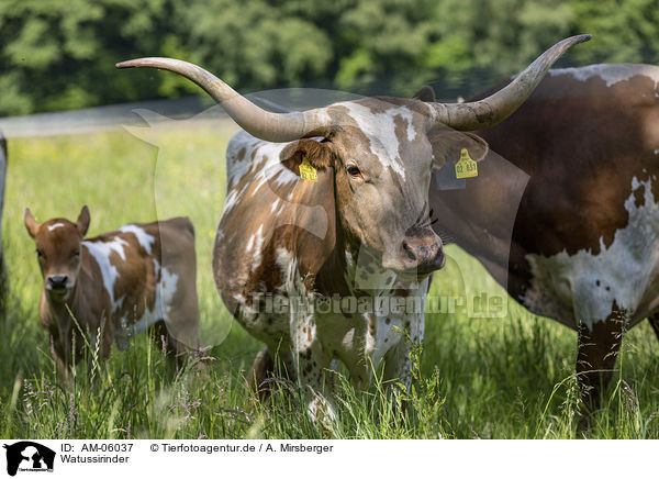 Watussirinder / Ankole Longhorns / AM-06037