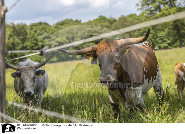 Watussirinder / Ankole Longhorns / AM-06038