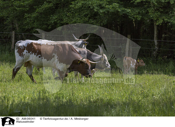 Watussirinder / Ankole Longhorns / AM-06041