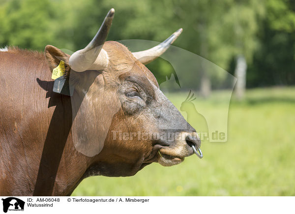 Watussirind / Ankole Longhorn / AM-06048