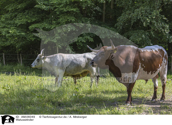 Watussirinder / Ankole Longhorns / AM-06049