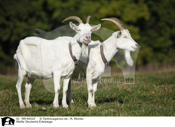 Weie Deutsche Edelziege / white german goat / RR-46520