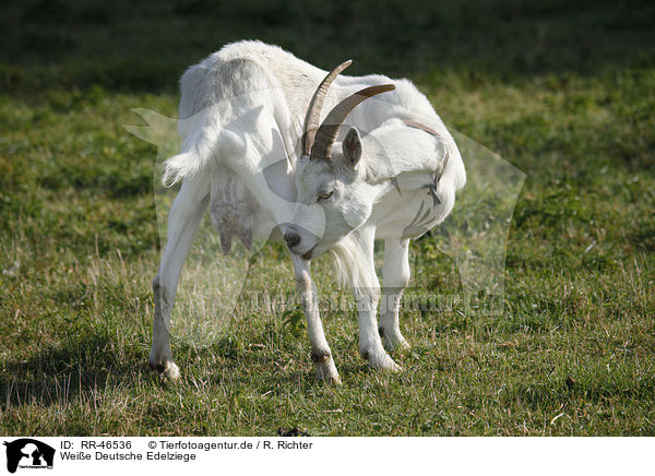 Weie Deutsche Edelziege / white german goat / RR-46536