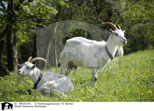 Weie Deutsche Edelziege / white german goat / RR-51875