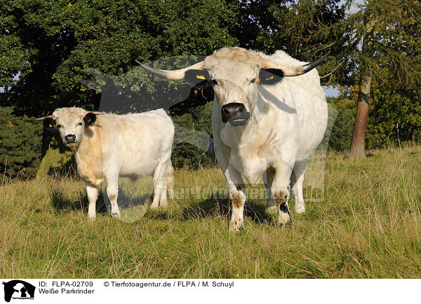 Weie Parkrinder / White Park Cattle / FLPA-02709