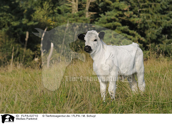 Weies Parkrind / White Park Cattle / FLPA-02710