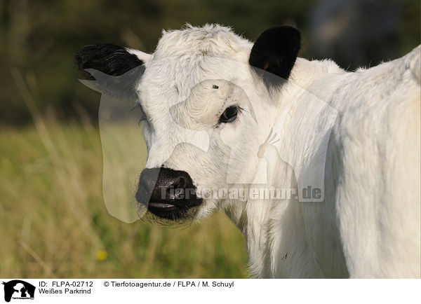 Weies Parkrind / White Park Cattle / FLPA-02712