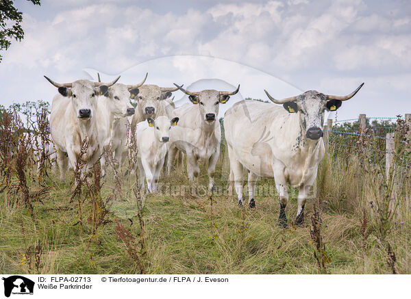 Weie Parkrinder / White Park Cattle / FLPA-02713