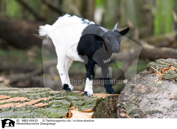 Westafrikanische Zwergziege / pygmy goat / MBS-06830