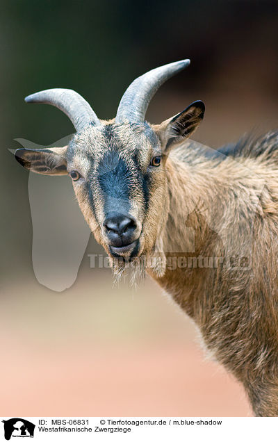 Westafrikanische Zwergziege / pygmy goat / MBS-06831