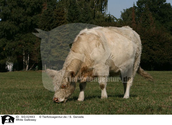 White Galloway / SG-02463