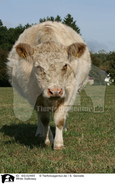 White Galloway / SG-02465