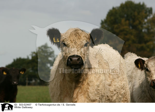 White Galloway / White Galloway / SG-02467