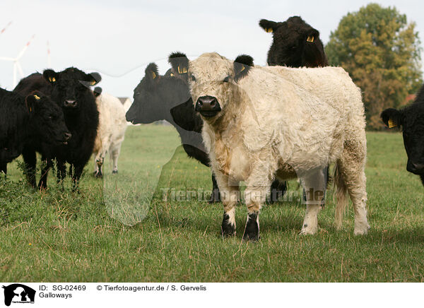 Galloways / Galloways / SG-02469