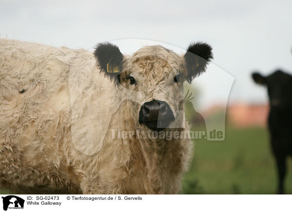 White Galloway / SG-02473