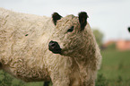 White Galloway