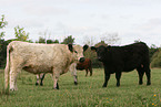 Galloways