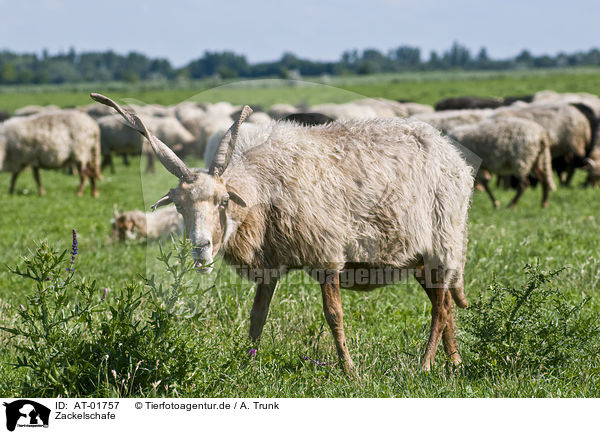 Zackelschafe / Wallachian sheeps / AT-01757