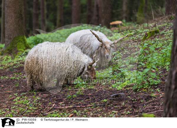 Zackelschafe / Wallachian sheeps / PW-10059