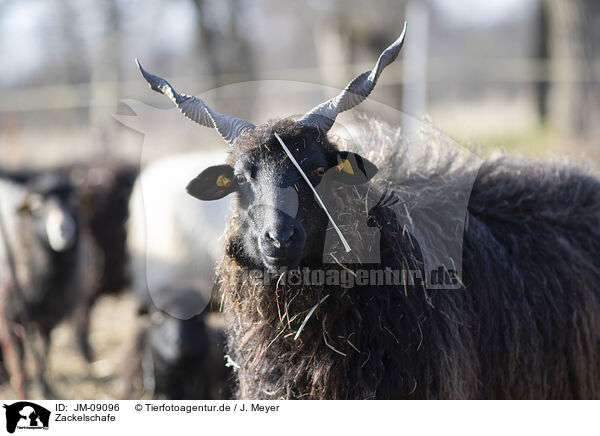 Zackelschafe / Wallachian sheeps / JM-09096