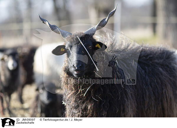 Zackelschafe / Wallachian sheeps / JM-09097