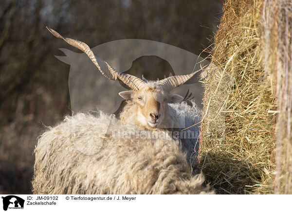 Zackelschafe / Wallachian sheeps / JM-09102