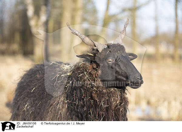Zackelschaf / Wallachian sheep / JM-09106