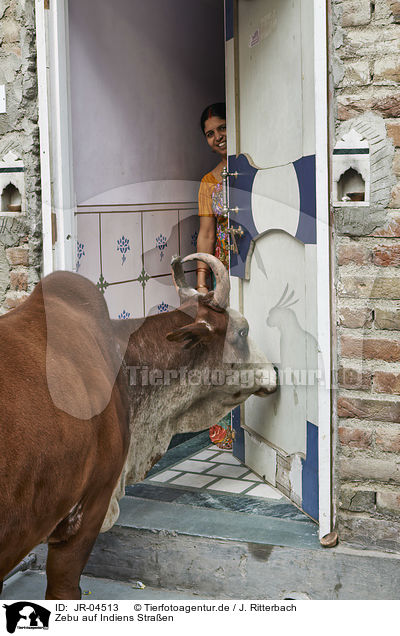 Zebu auf Indiens Straen / JR-04513