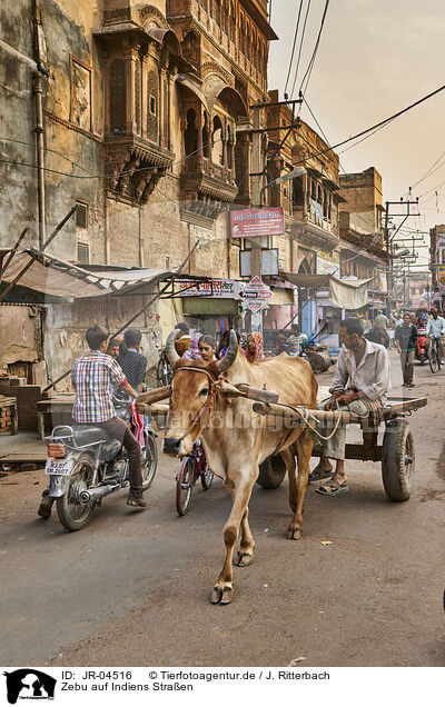 Zebu auf Indiens Straen / JR-04516