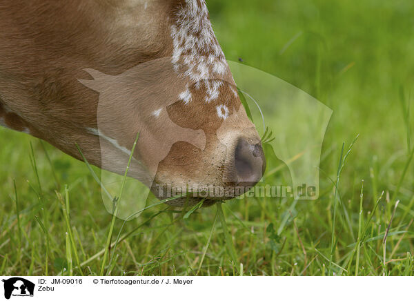 Zebu / Zebu / JM-09016