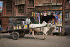 Zebu auf Indiens Straen