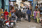 Zebu auf Indiens Straen