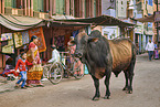 Zebu auf Indiens Straßen