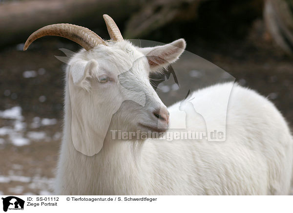 Ziege Portrait / goat portrait / SS-01112