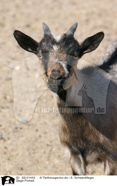 Ziege Portrait / goat portrait / SS-01442