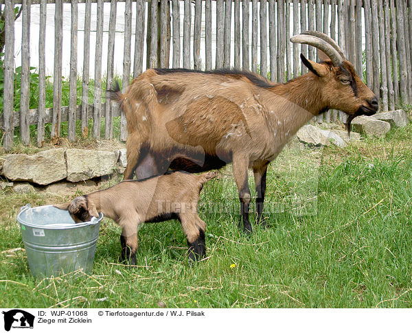 Ziege mit Zicklein / goat & kid / WJP-01068