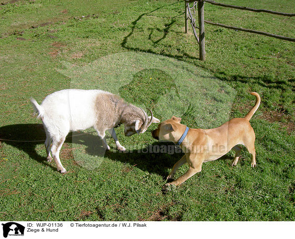 Ziege & Hund / goat & dog / WJP-01136