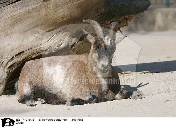 Ziege / goat / IP-01516