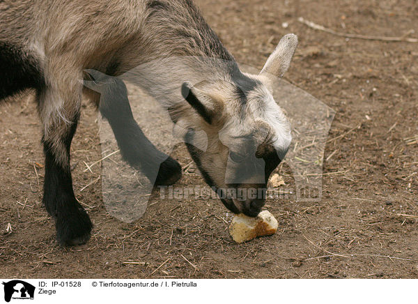 Ziege / goat / IP-01528
