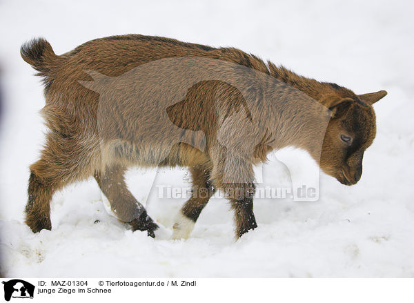 junge Ziege im Schnee / MAZ-01304